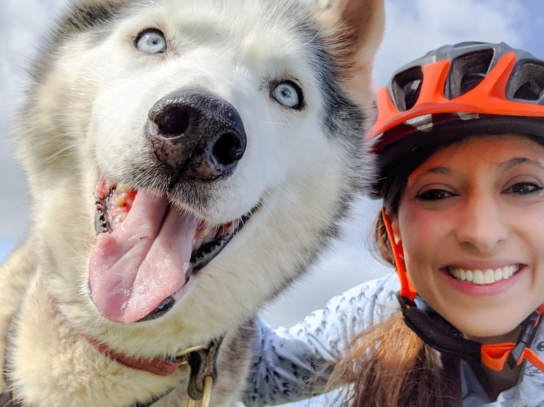 Arctic Quest Sled Dog Adventures景点图片