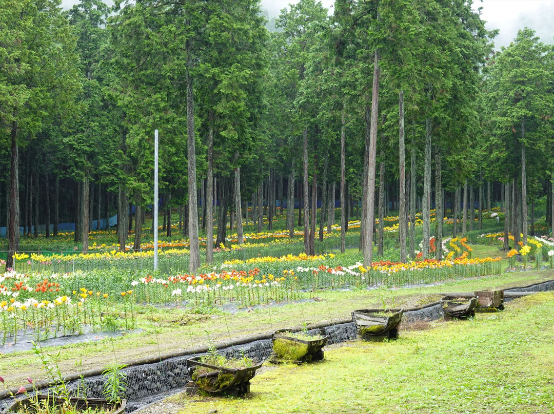 Tanigumi Lily Park-揖斐川町必去景点
