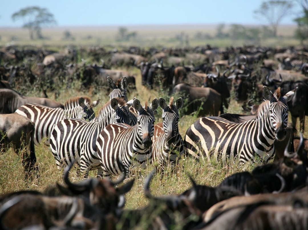 Mara River-塞伦盖蒂国家公园必去景点