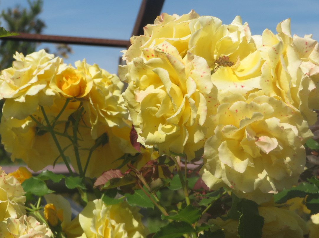 Sierra Azul Nursery & Garden-null必去景点