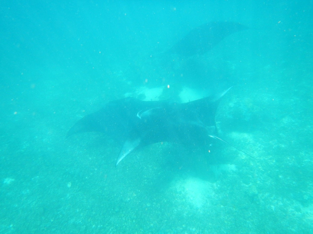 Manta Point-科莫多必去景点