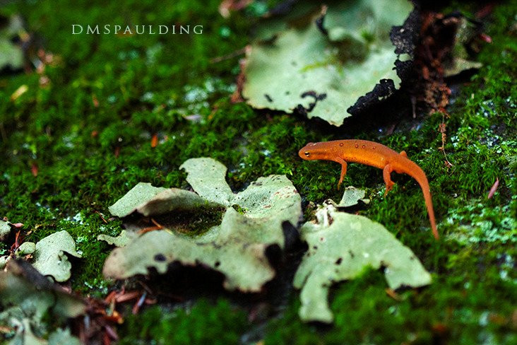 Catamount State Forest-Colrain必去景点