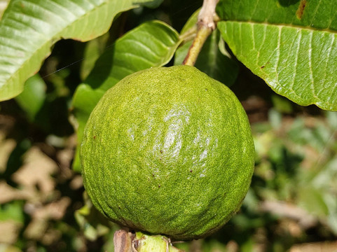 利昂休憩酒店主图