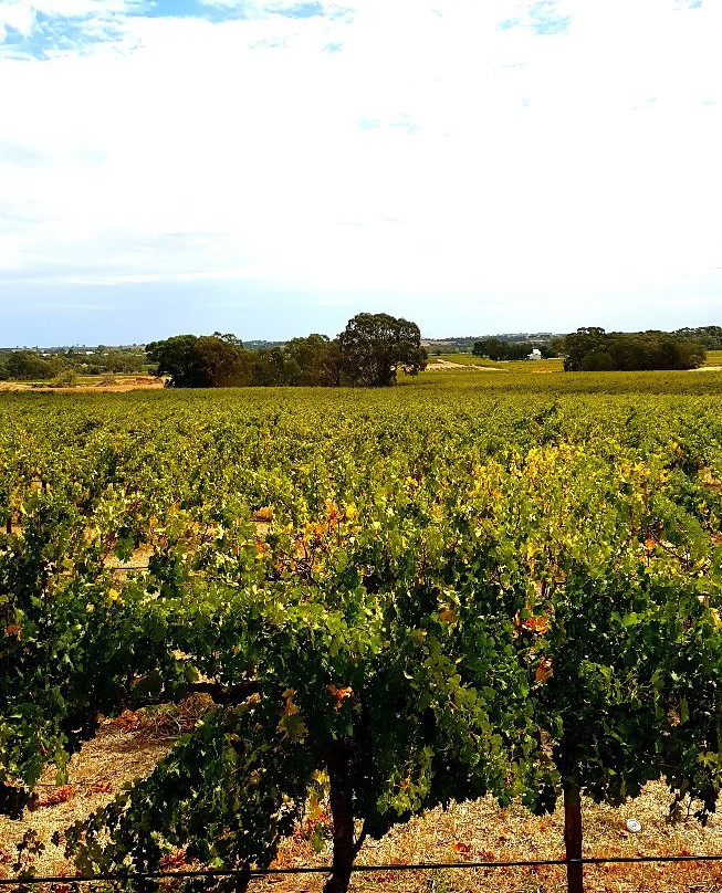 Seabrook Wines景点图片