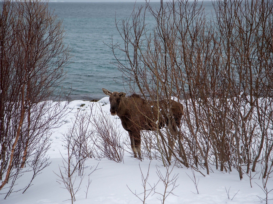 迷途夜鹰极光探索之旅-特罗姆瑟必去景点