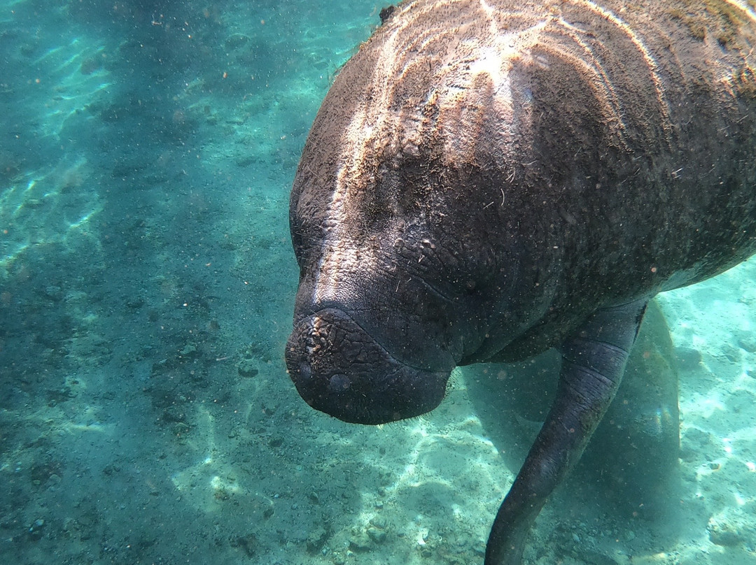 Crystal Lodge Dive Center-克里斯特尔里弗必去景点
