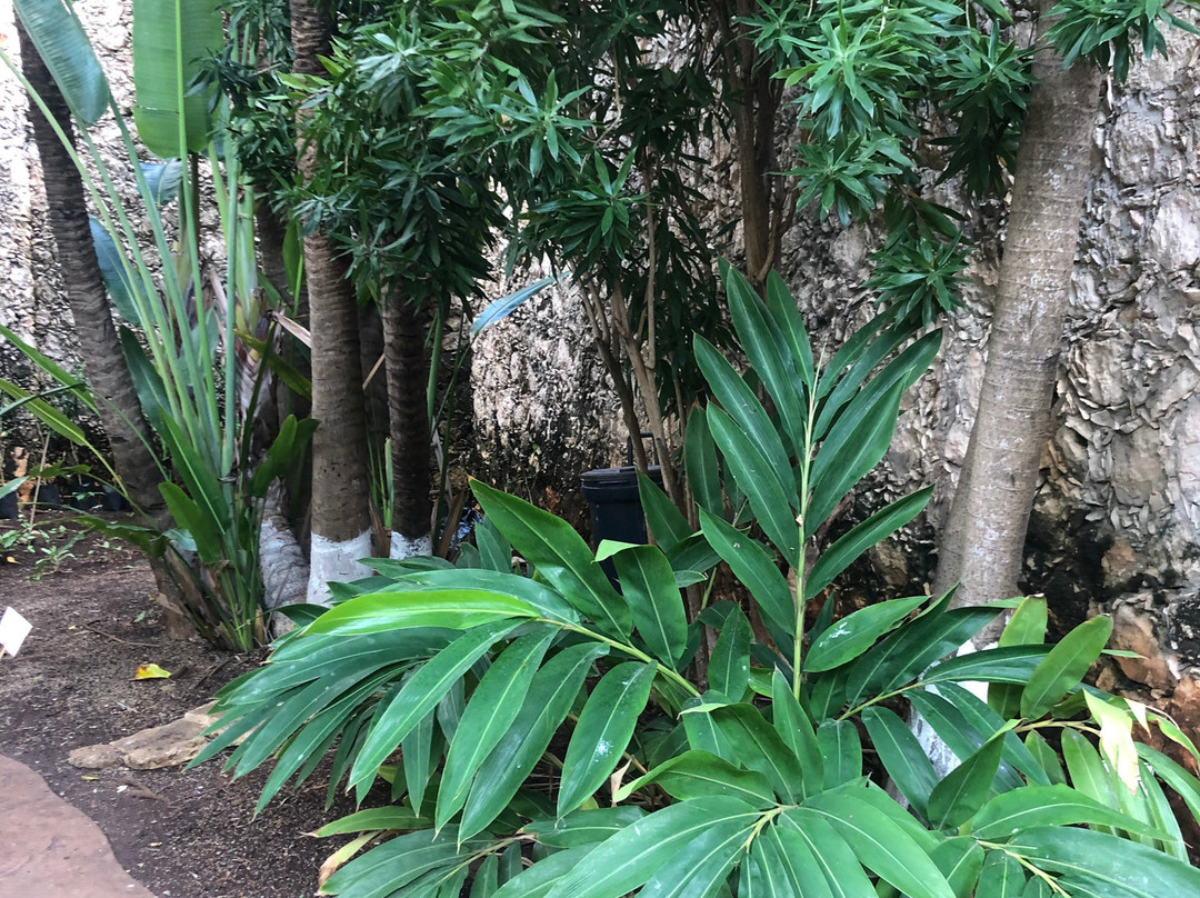 Jardin Botanico X'much Haltun-坎佩切州必去景点