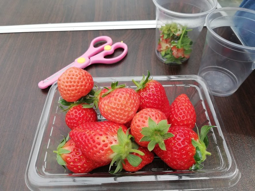 Kinjo Strawberry Farm景点图片