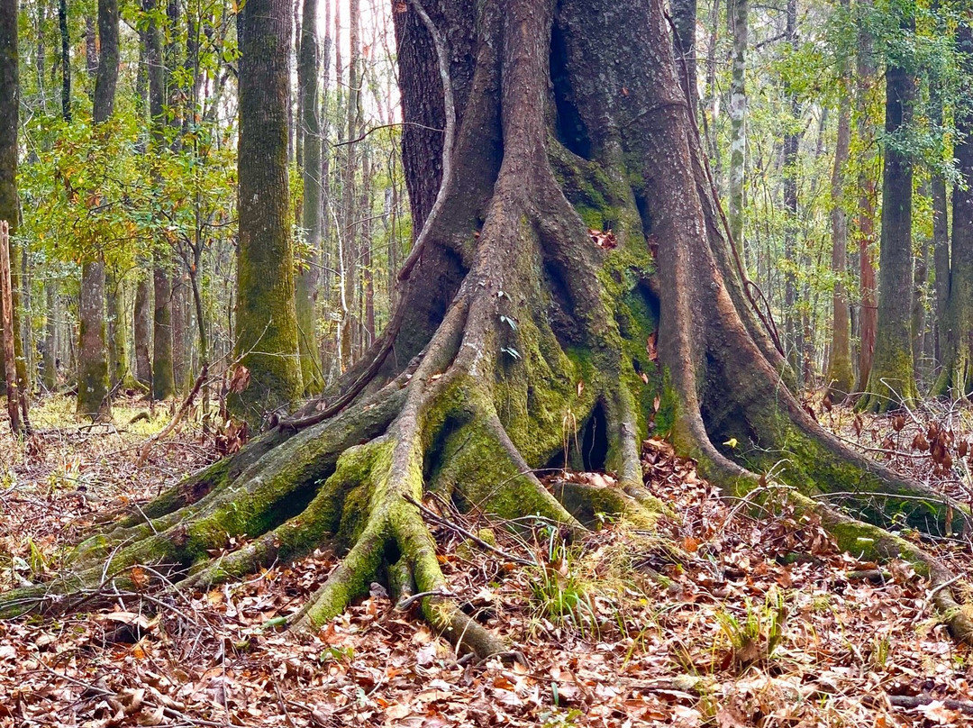 Walterboro Wildlife Sanctuary景点图片