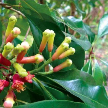 Zan Pleasure Car Rental & Tours-桑给巴尔市必去景点