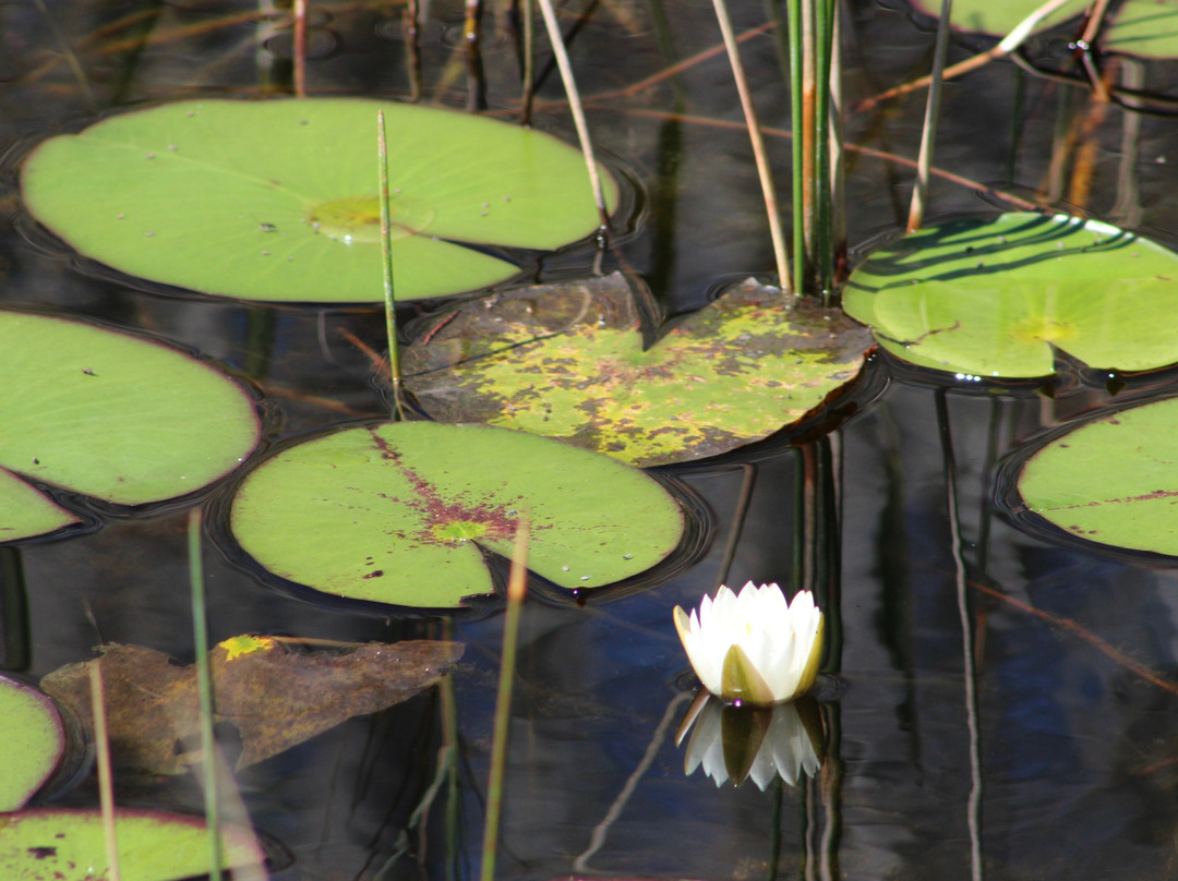 Grassy Waters Nature Preserve景点图片