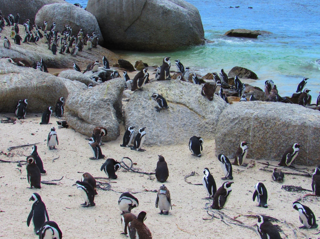 African Eagle Day Tours-开普敦中心区必去景点