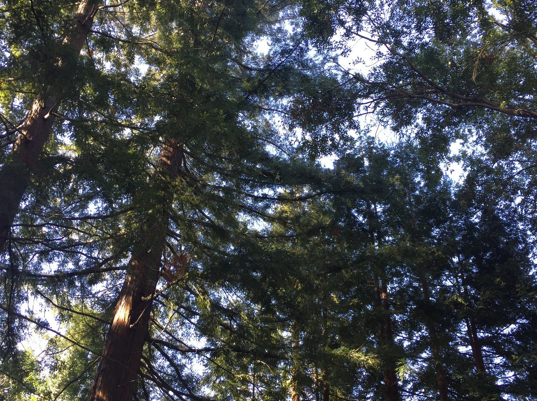 Redwood Grove Nature Preserve-洛思阿图斯必去景点