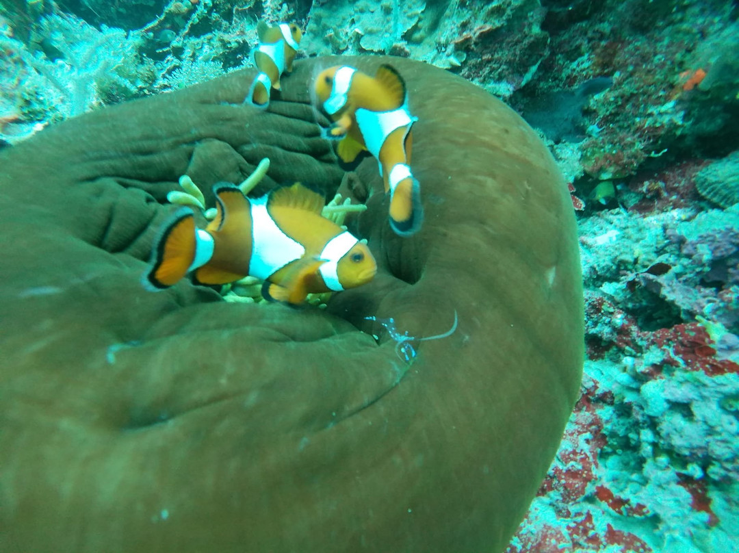 Cabilao Sanctuary Beach & Dive Resort主图