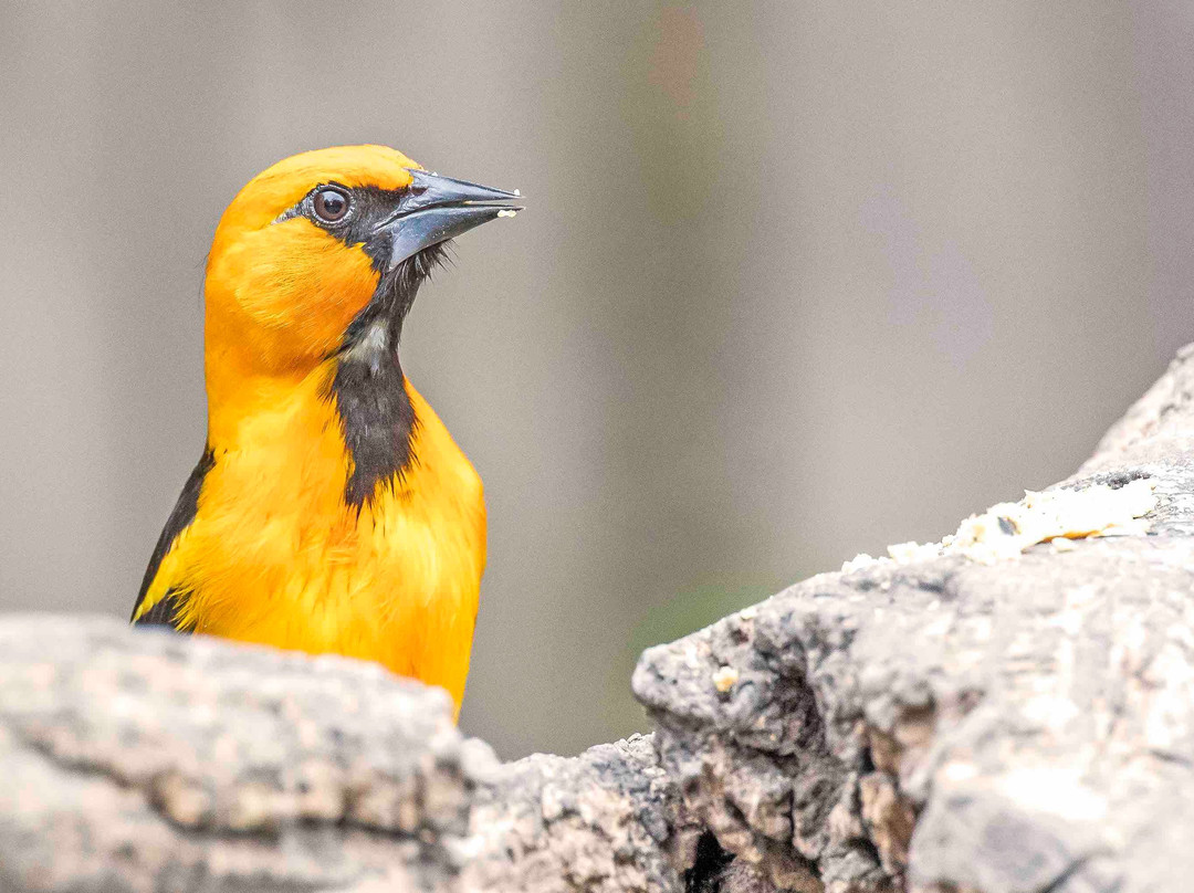 National Butterfly Center-Mission必去景点