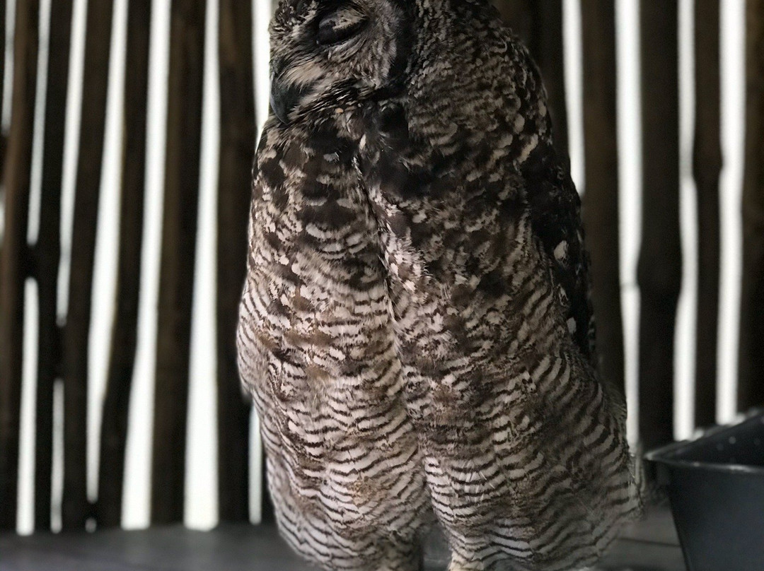 Exotic Animal World-Klapmuts必去景点