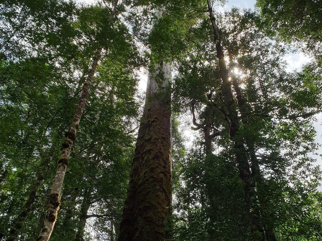 Styx Valley-Maydena必去景点