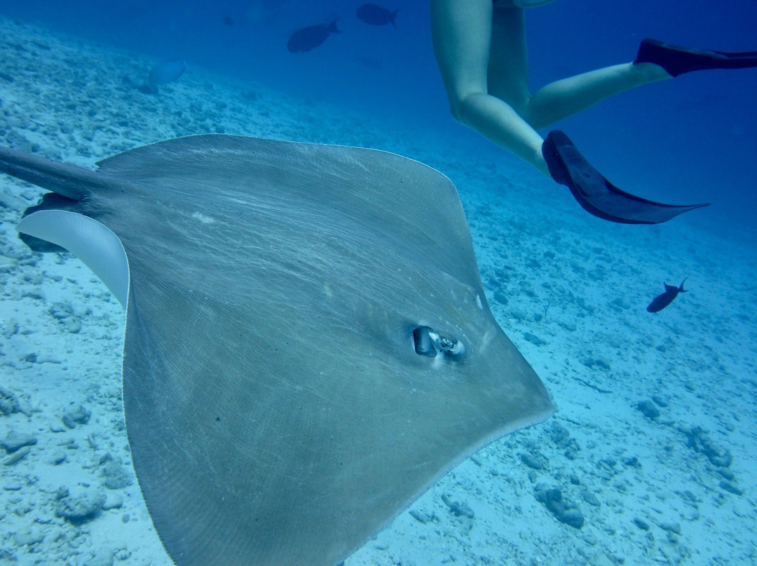 Ocean Junkies | Dive Centre-胡鲁马累必去景点