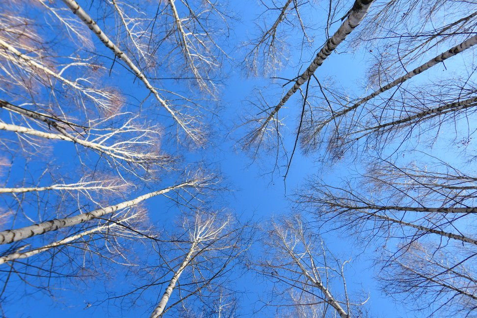Wondaeri Birch Forest景点图片