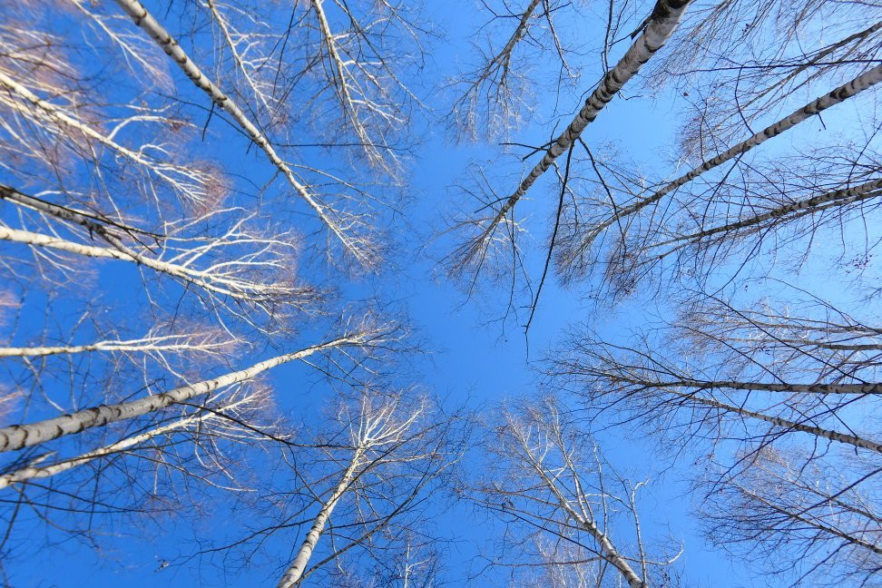 Wondaeri Birch Forest-麟蹄郡必去景点