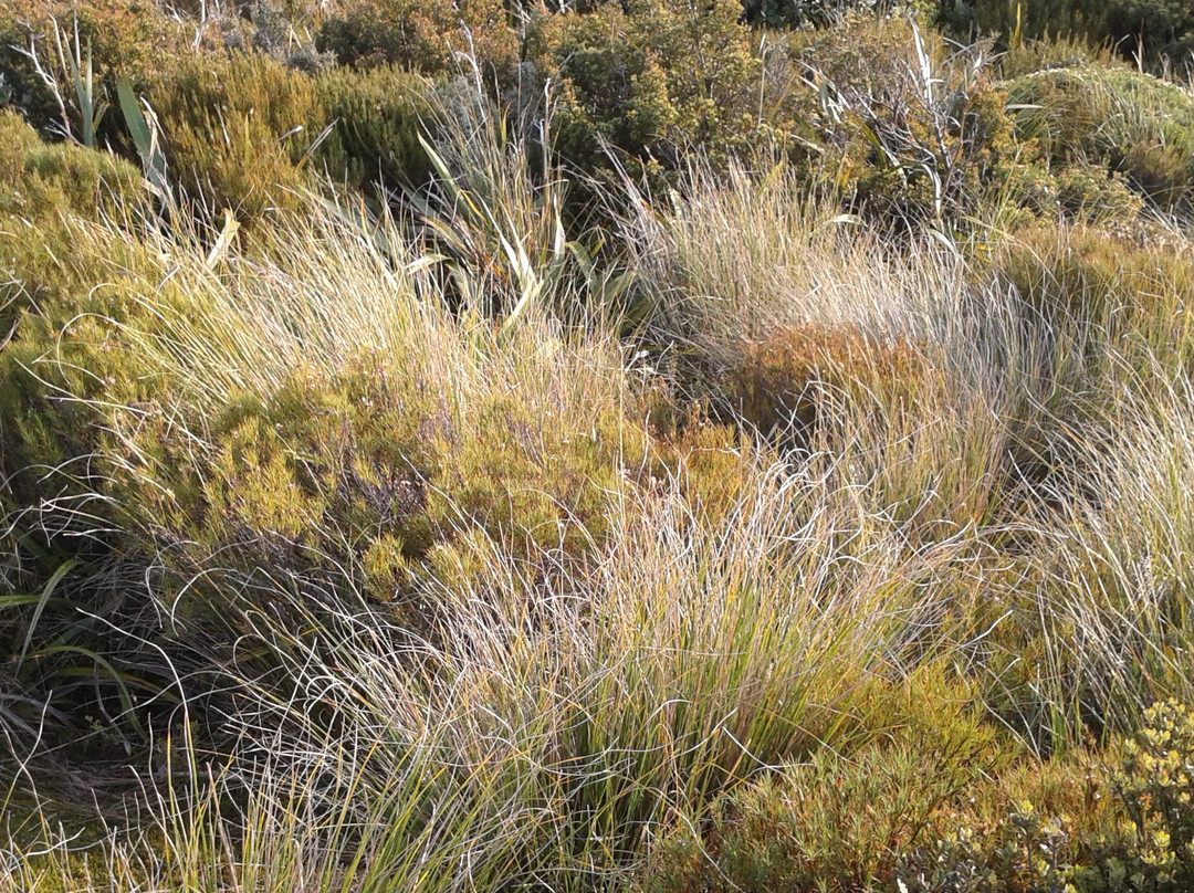 Rangiwahia Hut Track景点图片
