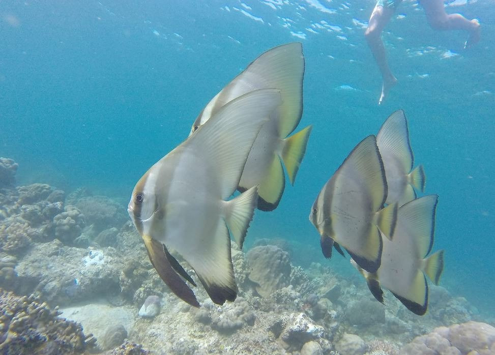 Danjugan Island Marine Reserve and Sanctuaries景点图片