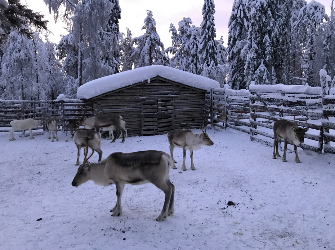 Palosaari Reindeer and Fishing Farm-库萨莫必去景点