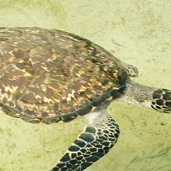 Sri Lanka Voyage-卡卢特勒必去景点