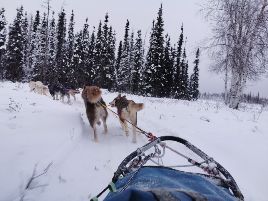 Firewalker Alaskan Malamute-北极必去景点