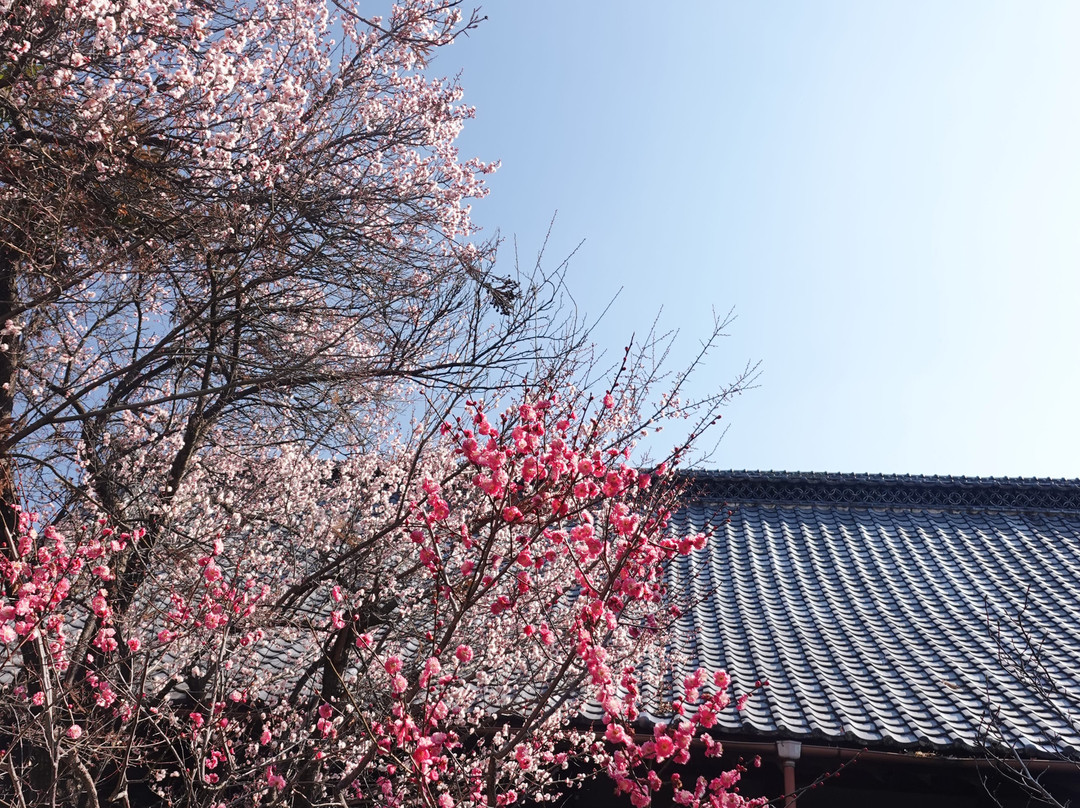 Kochosenji Temple景点图片