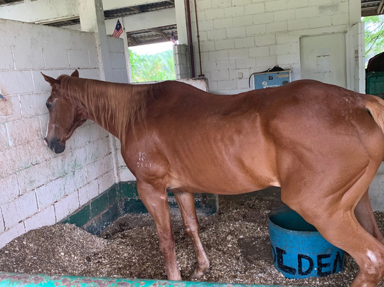 Rider's Resort主图