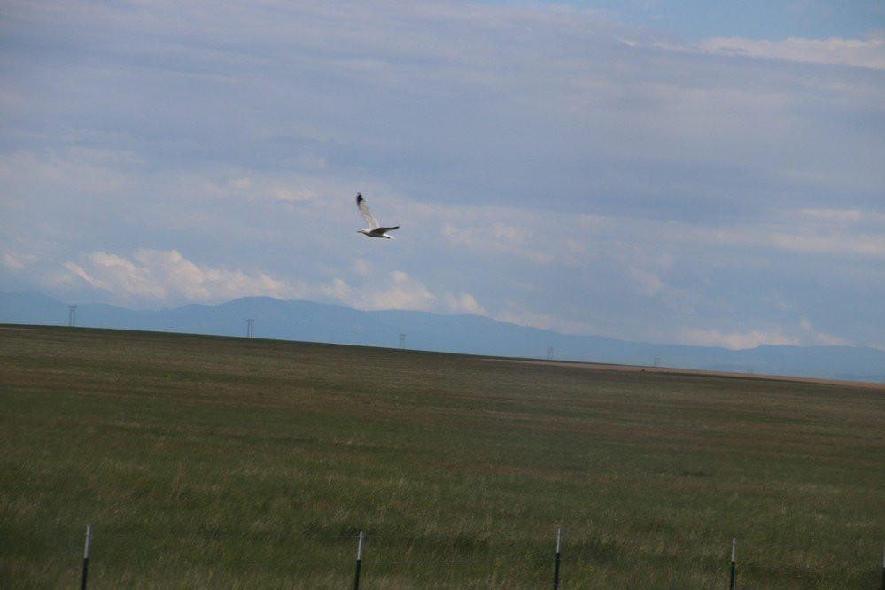 Benton Lake National Wildlife Refuge景点图片