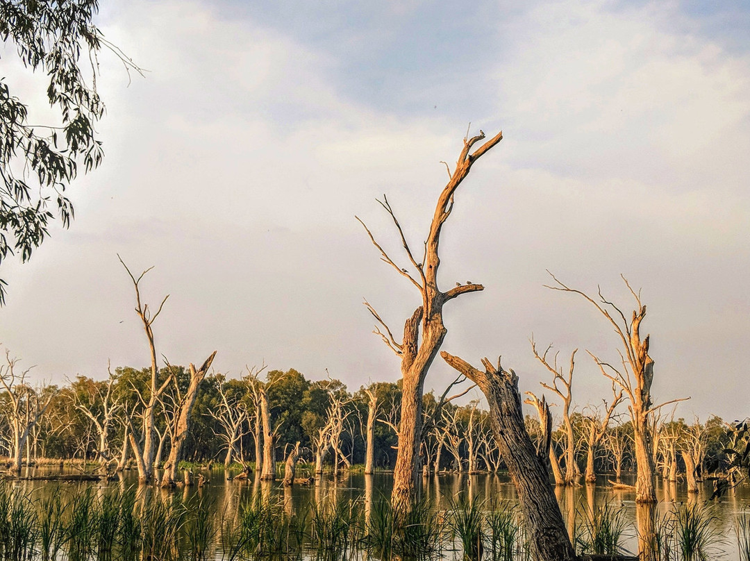 Gum Swamp & Bird Hide景点图片