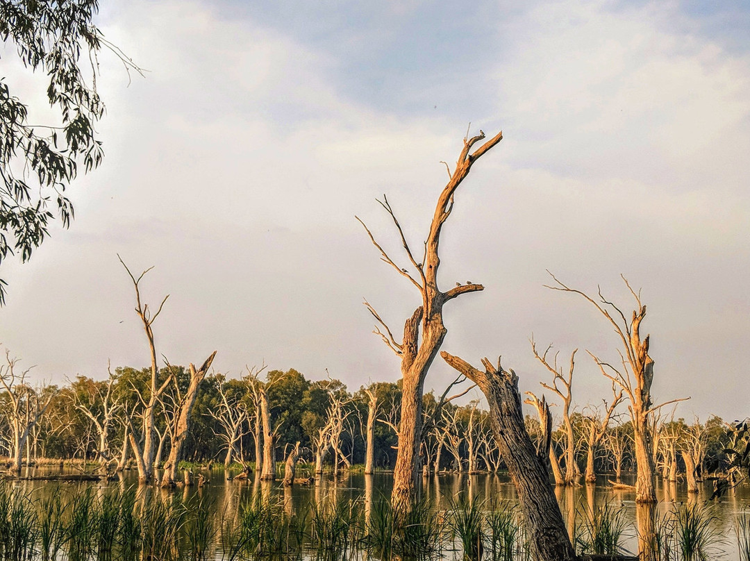 Gum Swamp & Bird Hide景点图片