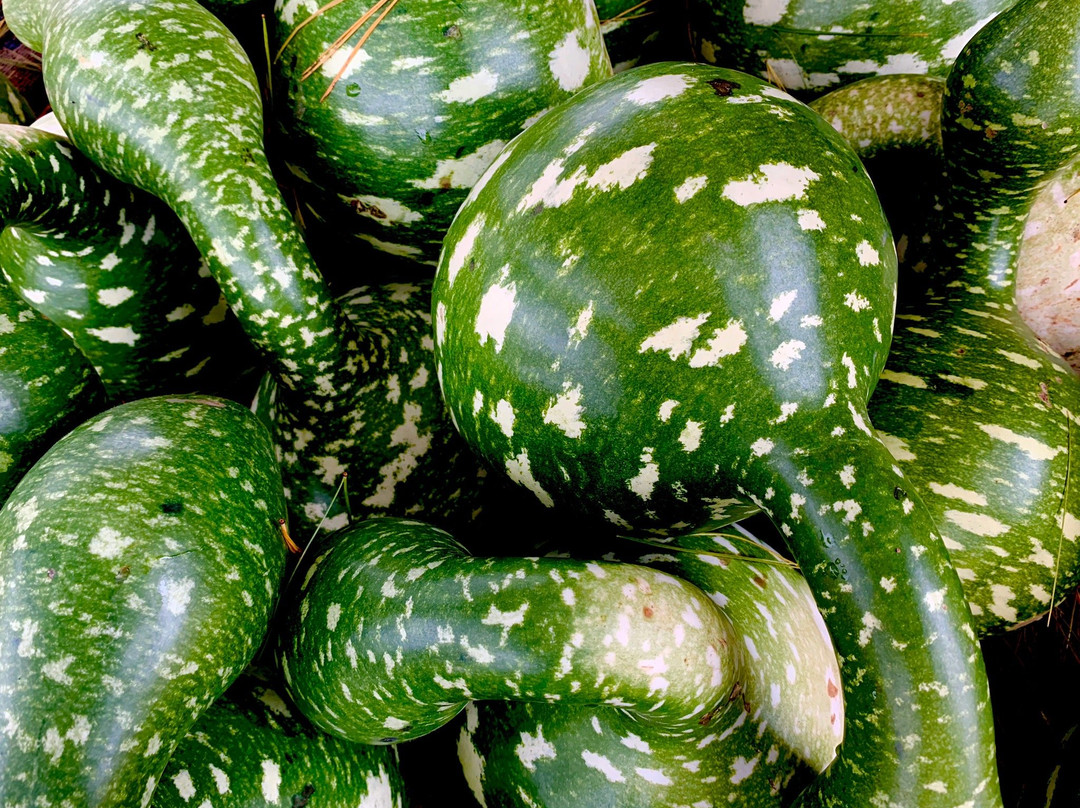 Ward's Berry Farm-Sharon必去景点