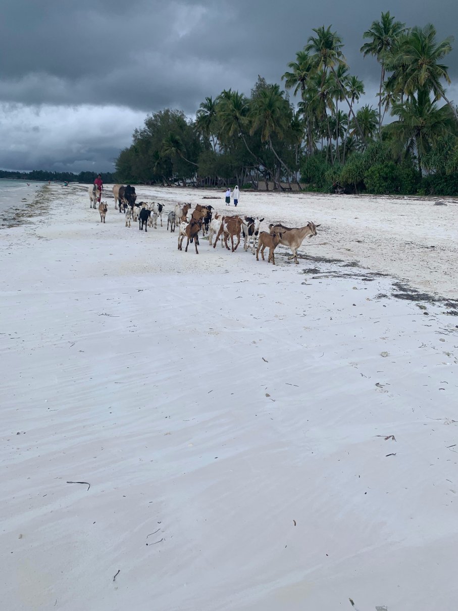 Surfescape Beachfront Apartments-泳池