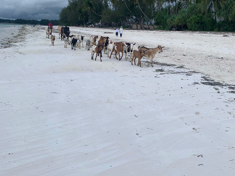 Surfescape Beachfront Apartments主图