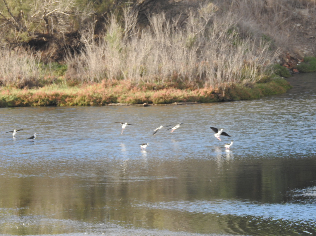 Rio Guadalhorce Nature Reserve景点图片