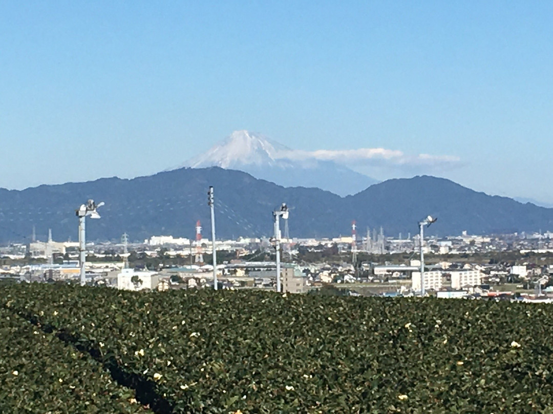 Makinoharadaichi-牧之原市必去景点