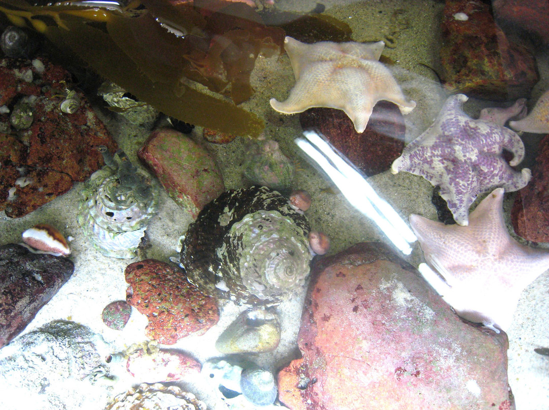 Heal the Bay Aquarium-圣莫尼卡必去景点