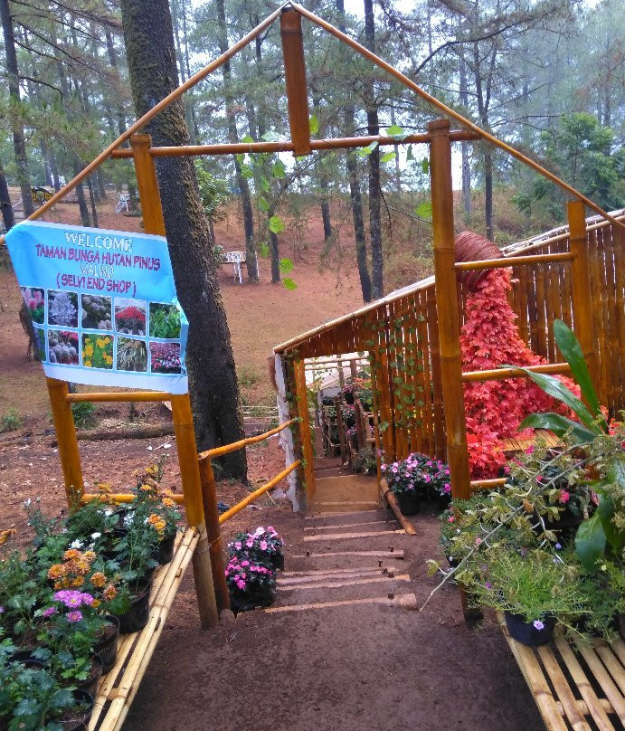 Malino Pine Forest-Malino必去景点
