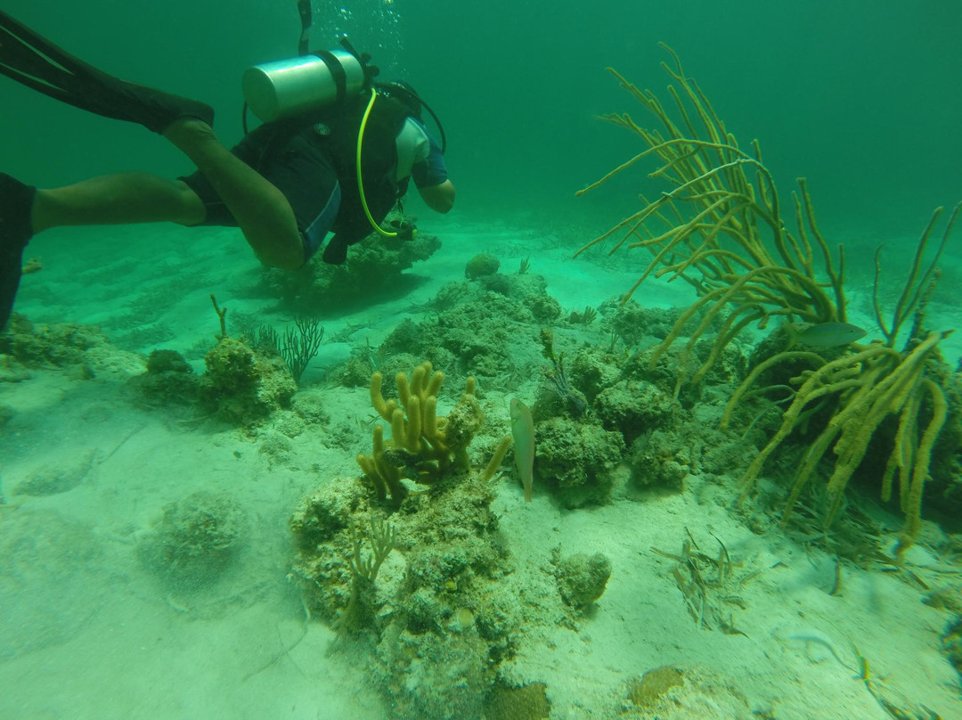 Scuba Quatic景点图片