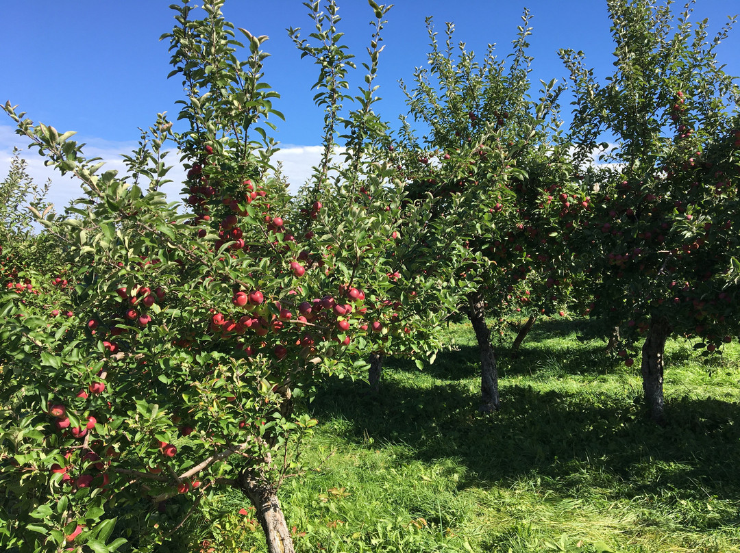 Verger Heath Orchard