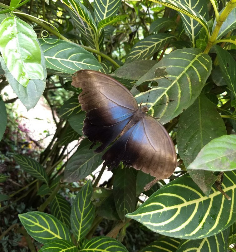 Mariposario Tambopata景点图片