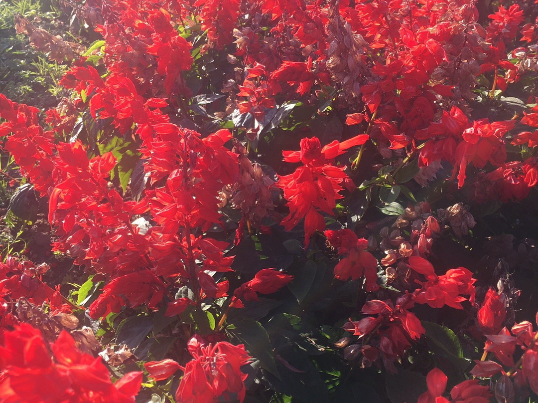 Flower Garden Hana Tento-网走市必去景点