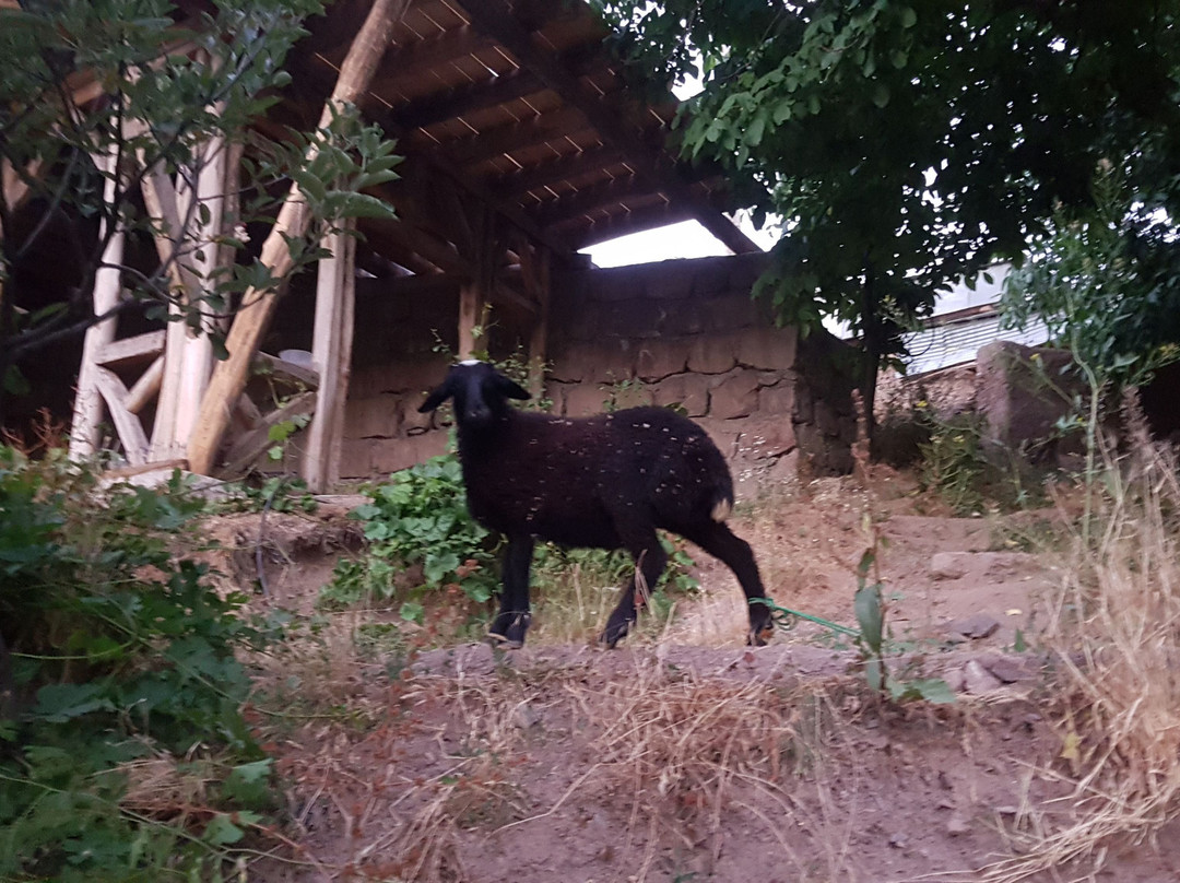 Alamut Seven Hostel主图