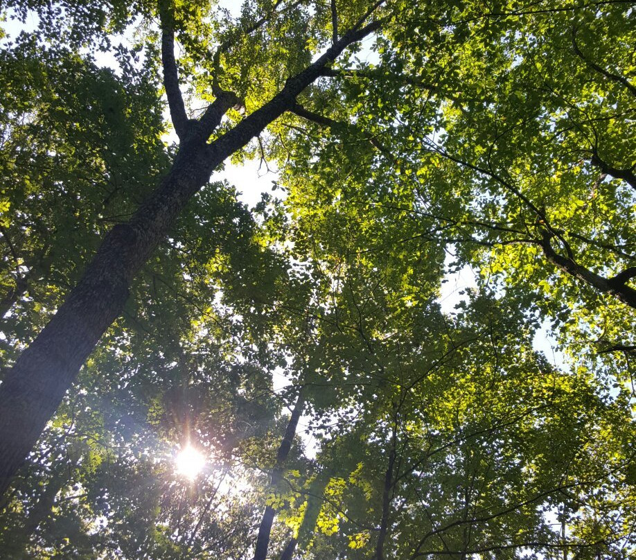 Tipsaw Lake Recreation Area