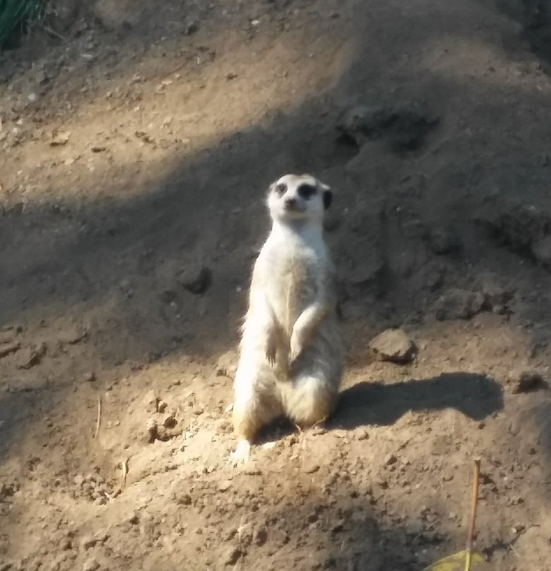 Fellow Earthlings Wildlife Center景点图片