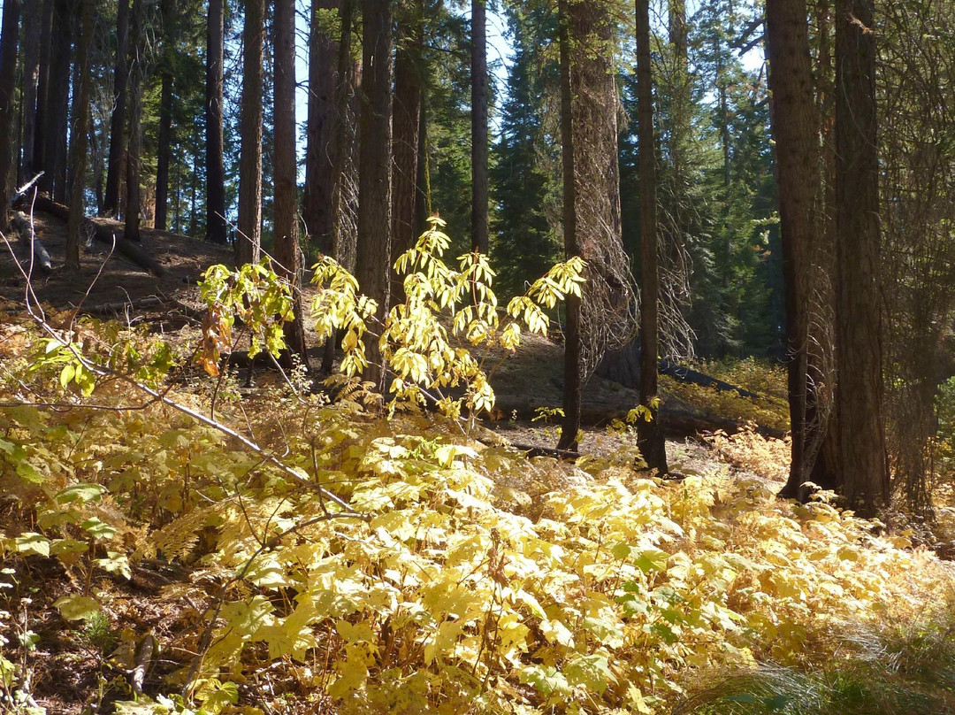 North Grove Loop Trail-红杉&国王峡谷国家公园必去景点