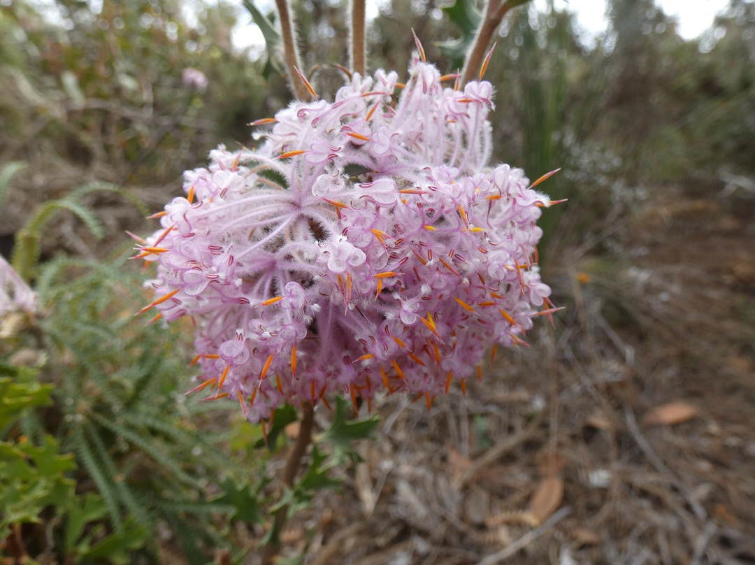 Stirling Range Drive-Stirling Range National Park必去景点